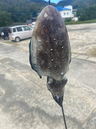 コウイカの釣果