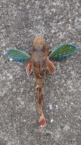 ホウボウの釣果