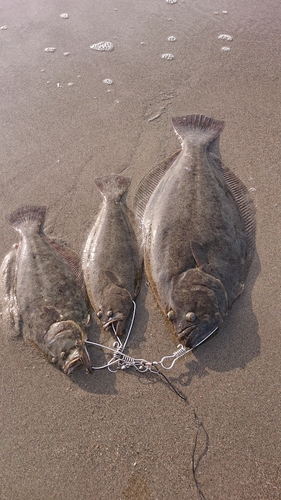 ヒラメの釣果