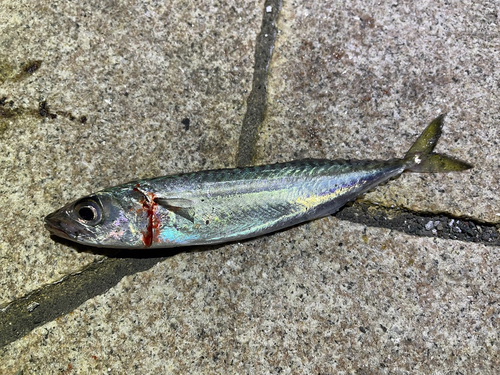 サバの釣果