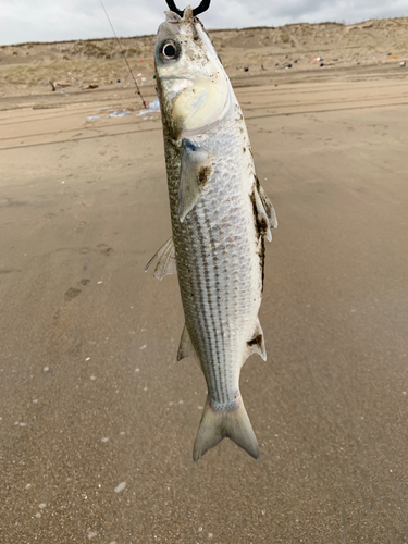 ボラの釣果