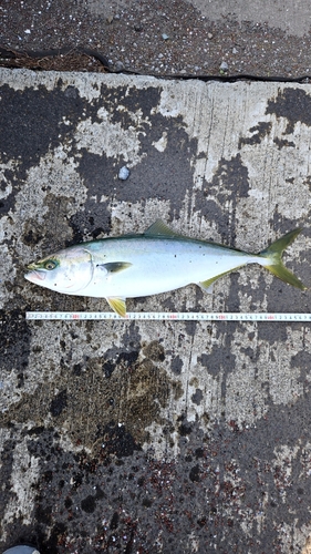 イナダの釣果