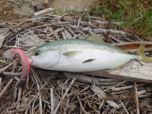 ツバスの釣果