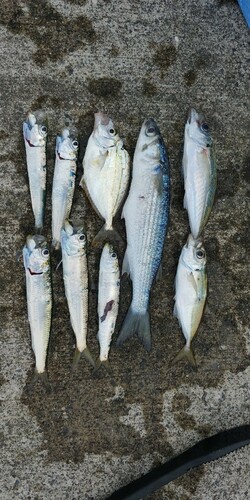 アジの釣果