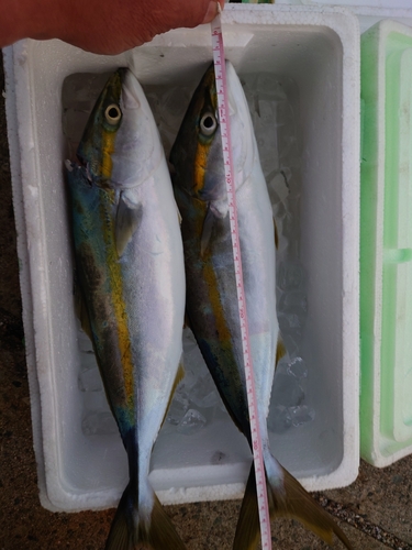 ハマチの釣果