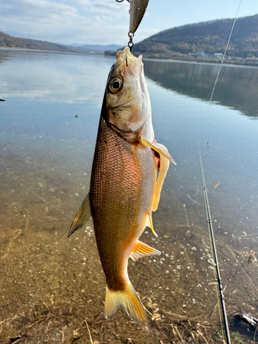 ウグイの釣果