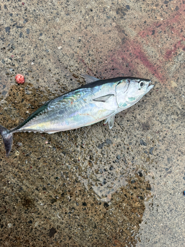 カツオの釣果