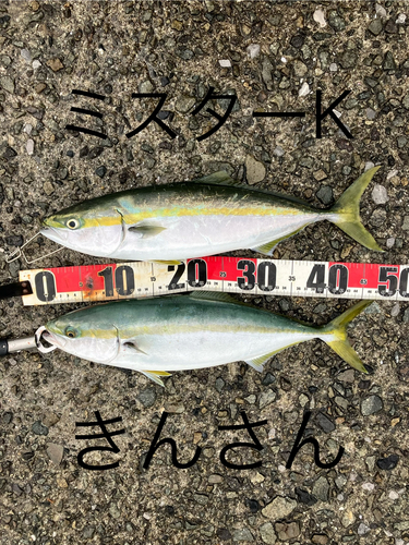 ハマチの釣果