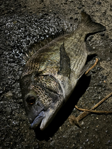 チヌの釣果