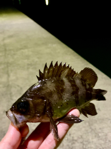 シロメバルの釣果