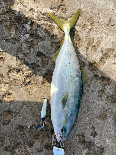 イナダの釣果