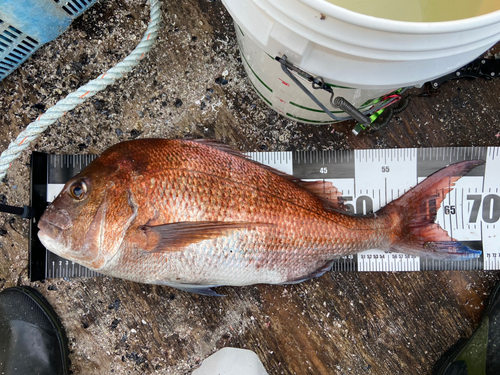 マダイの釣果