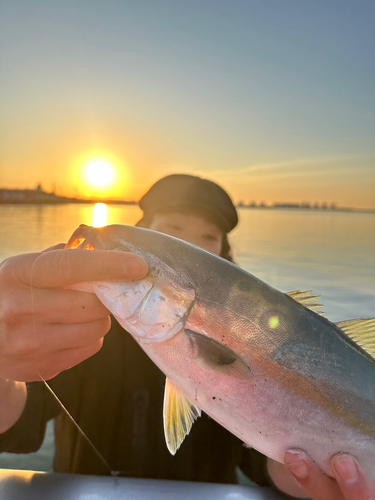 イナダの釣果