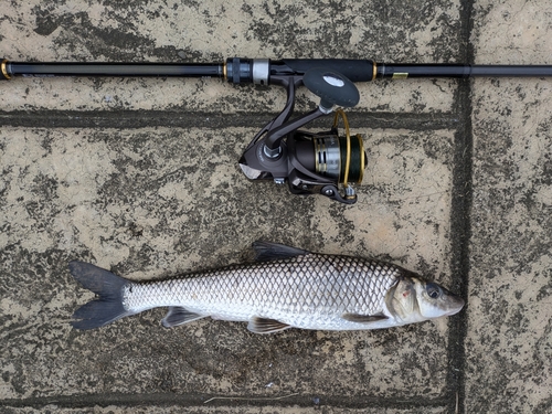 ニゴイの釣果