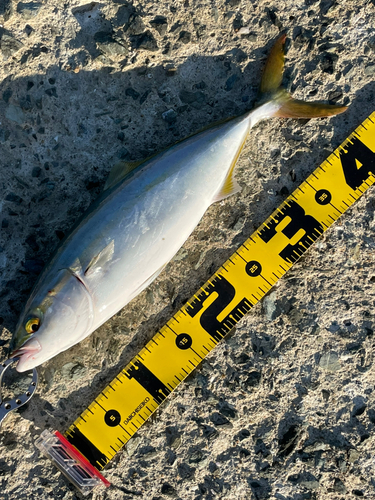 ヤズの釣果