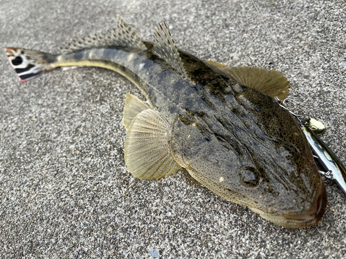 マゴチの釣果