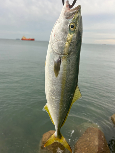 ハマチの釣果