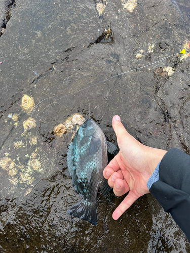 メジナの釣果