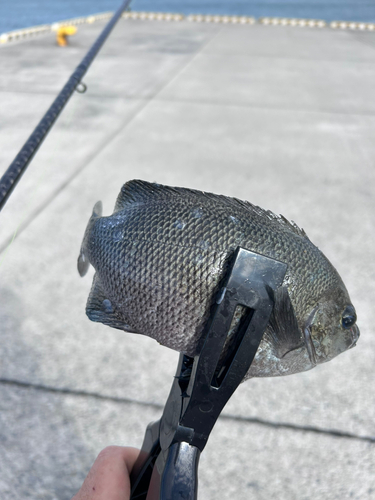 タイの釣果