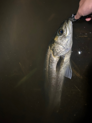 マルスズキの釣果