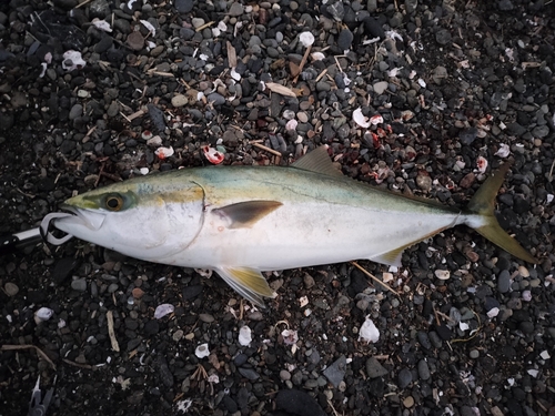 イナダの釣果