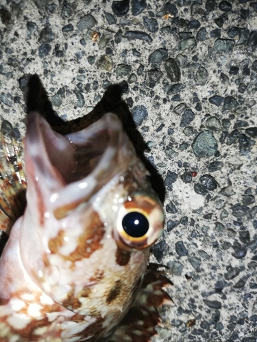 カサゴの釣果