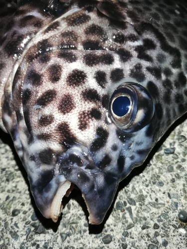 イシガキダイの釣果