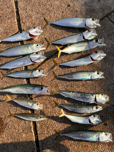 サバの釣果