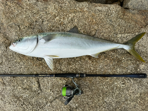 ブリの釣果