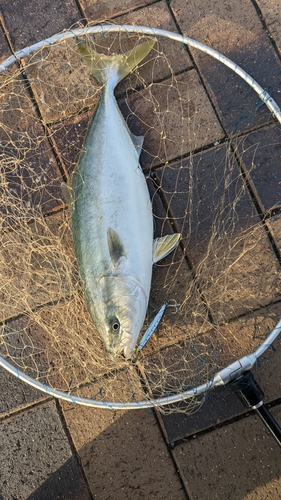 イナダの釣果