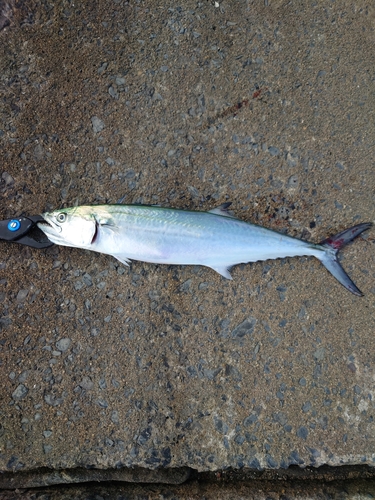 サゴシの釣果