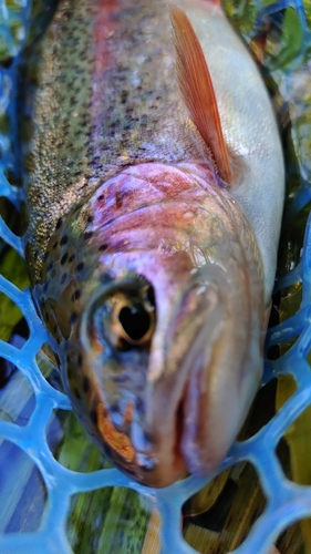 ニジマスの釣果