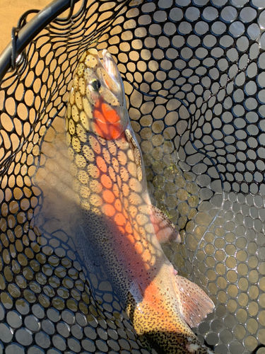 トラウトの釣果