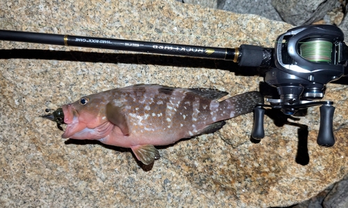 アコウの釣果