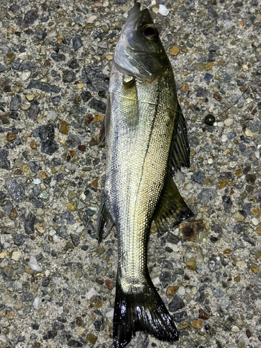 セイゴ（ヒラスズキ）の釣果