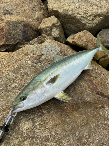 ハマチの釣果