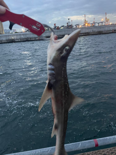 ホシザメの釣果