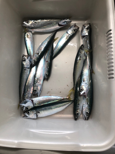 サバの釣果