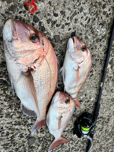 マダイの釣果