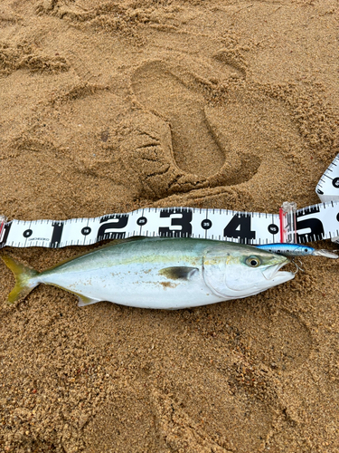 ハマチの釣果