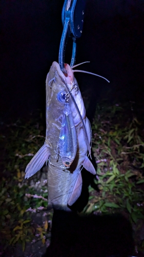 アメリカナマズの釣果