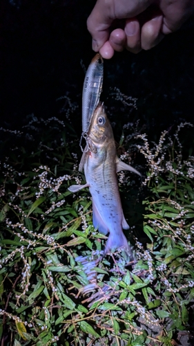 アメリカナマズの釣果