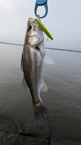 シーバスの釣果