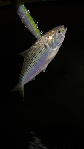 コノシロの釣果