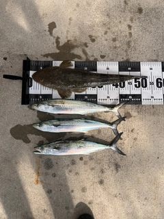 マゴチの釣果