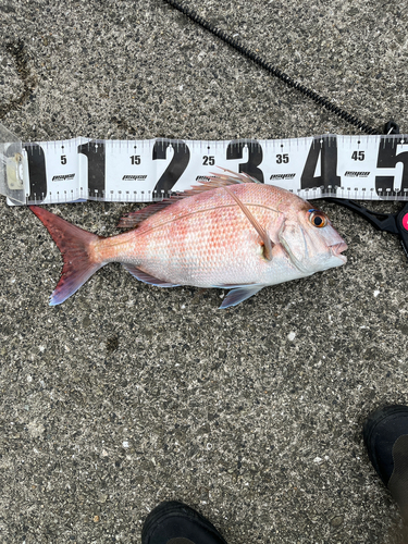 マダイの釣果