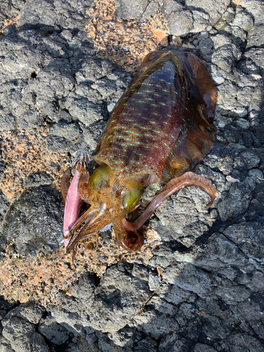 アオリイカの釣果