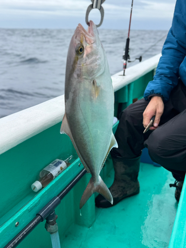 キダイの釣果