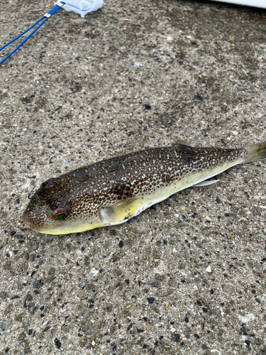 ショウサイフグの釣果