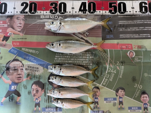 アジの釣果